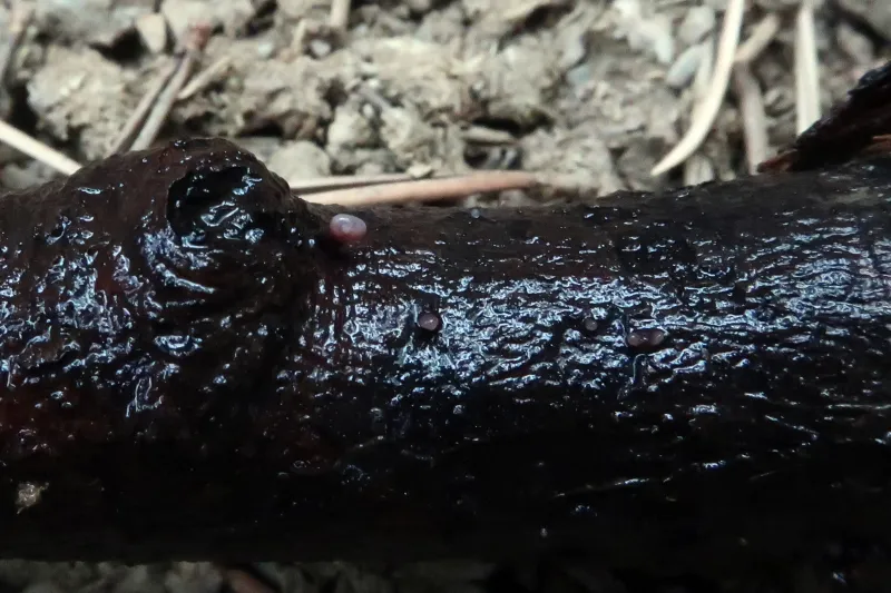 Ascocoryne sarcoides 1 - IMG_3444